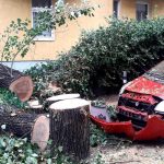 В бурята огромно дърво се стовари върху две коли в центъра на София - Zashtoto