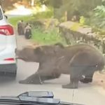 Мама мецана изтръгна задна броня на кола в движение в Румъния (ВИДЕО) - Zashtoto